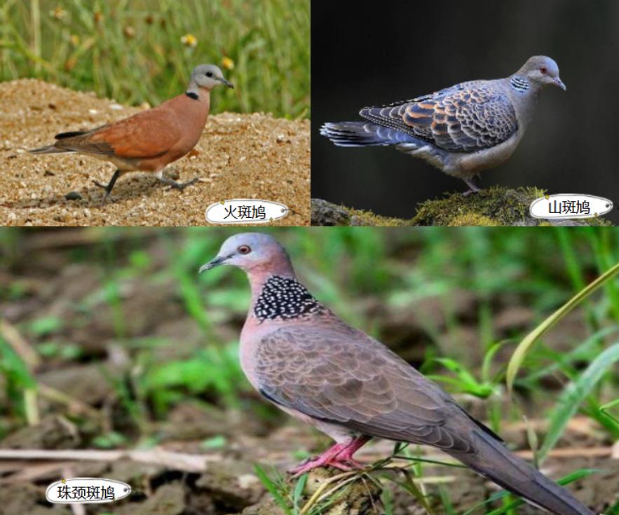 中国常见的斑鸠,斑鸠为何很少看到斑鸠巢穴