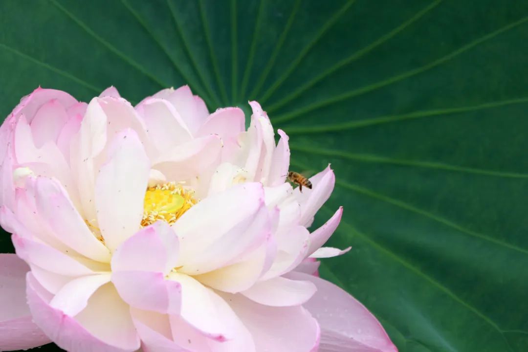 临沂夏日荷花盛开,临沂的荷花火了