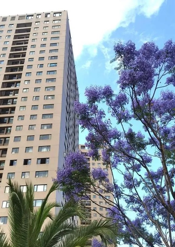 昆明蓝花楹最佳观赏期,颜值爆表昆明十大蓝花楹打卡指南