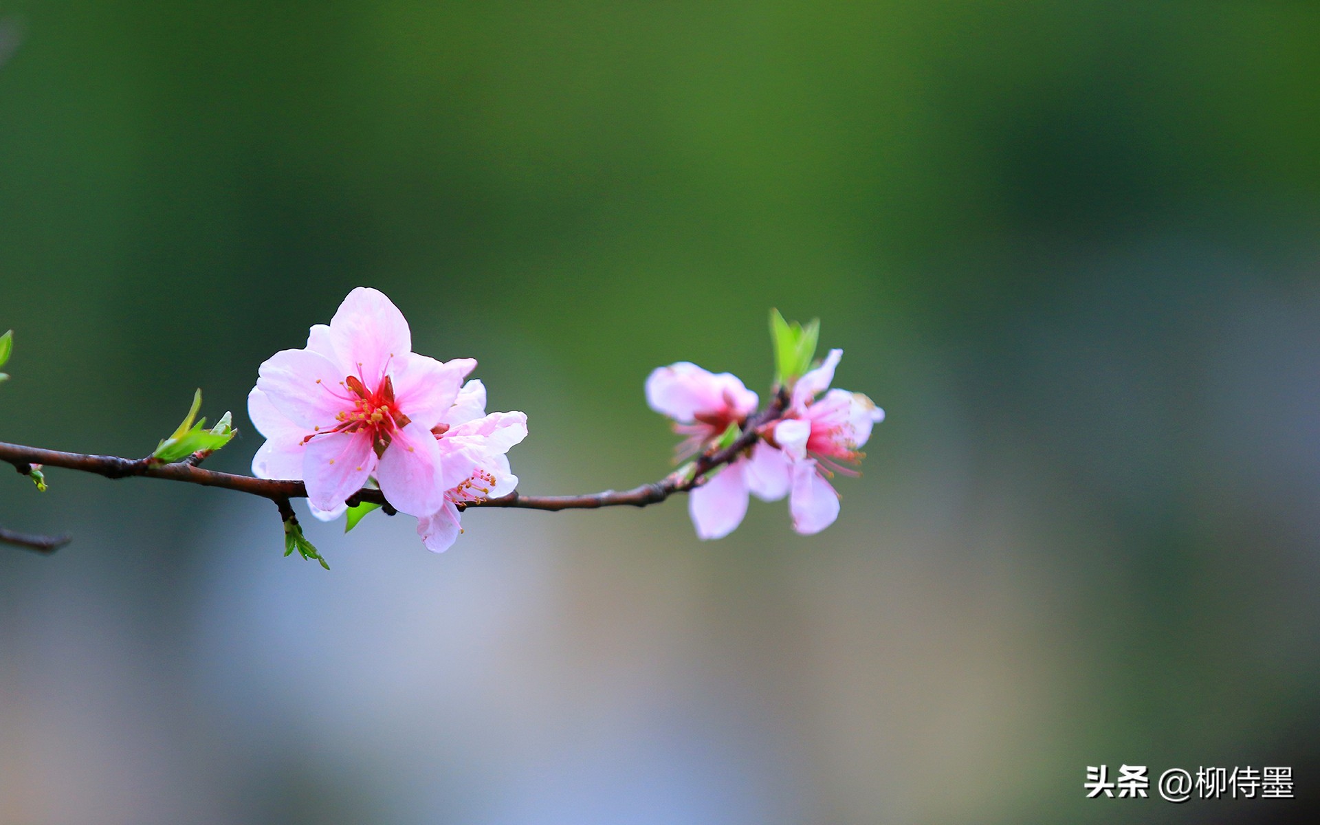 手机专业摄影拍照技巧教程,专业摄影大师拍照技巧