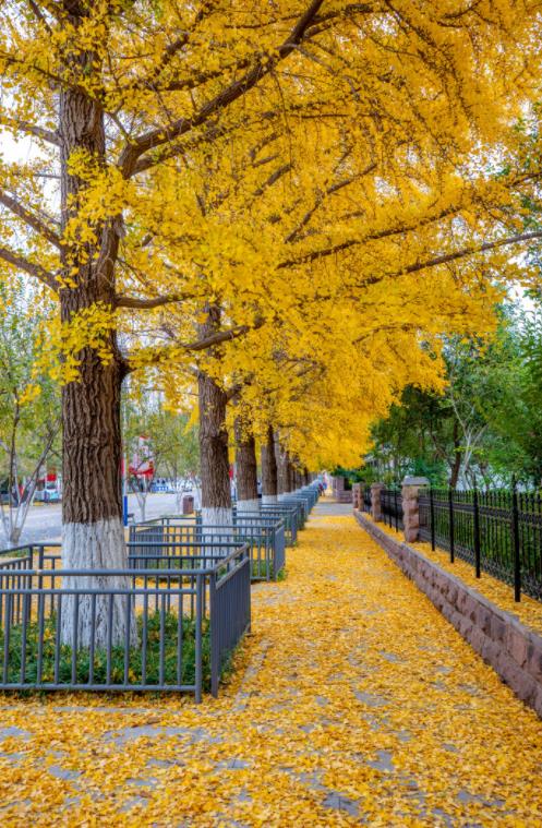 济南必打卡之地金秋时节,济南冬季打卡旅游胜地