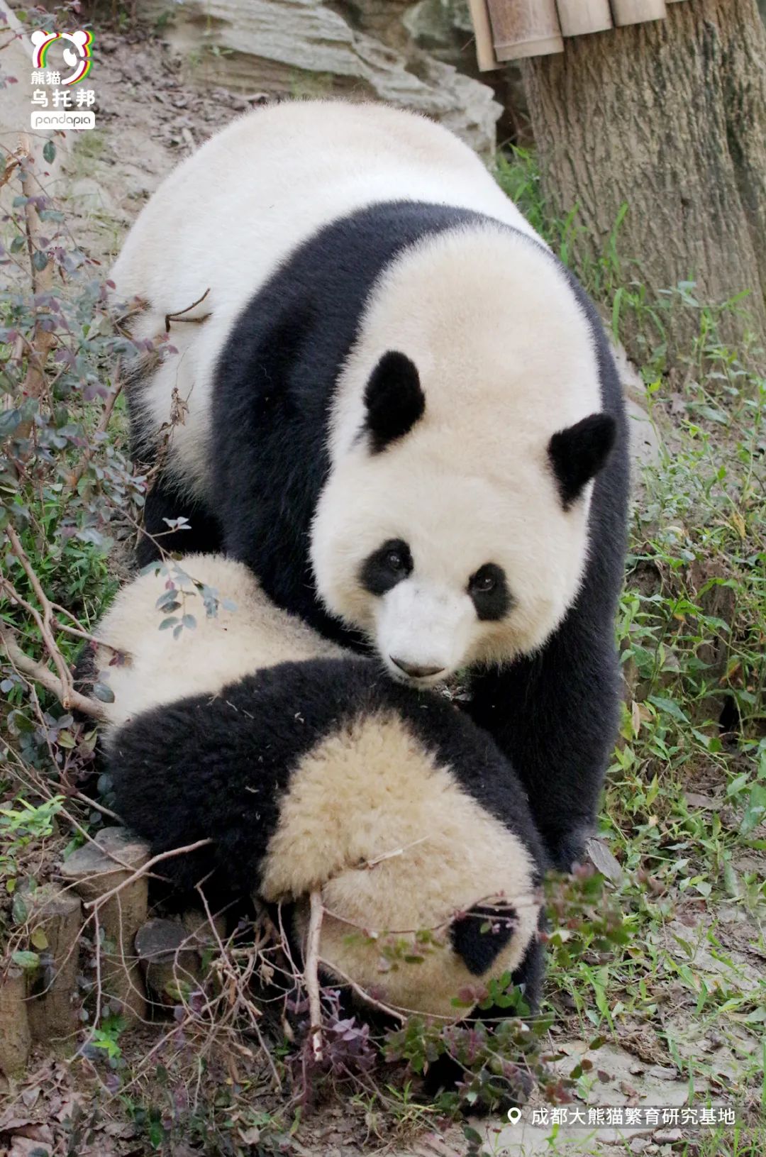 真正的熊猫和实际上的熊猫,最黑的熊猫是什么样子