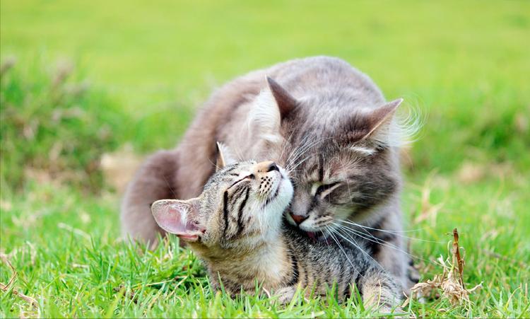 公猫和母猫是如何“交配”的？