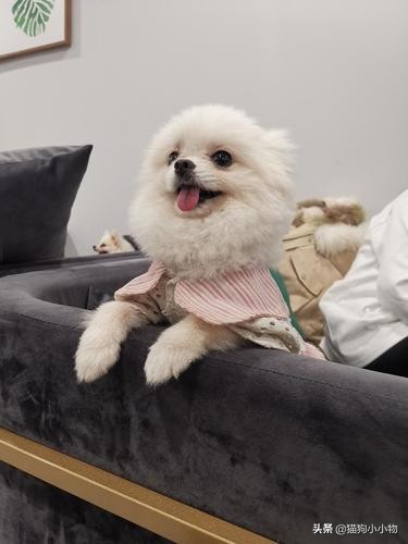 博美不能吃的东西有哪些,博美吃得太杂有没有影响