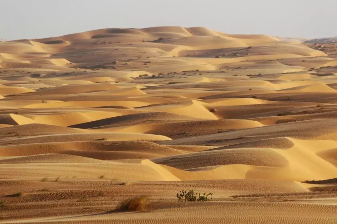 沙漠变绿洲对地球有什么影响,沙漠变绿洲这属于什么现象