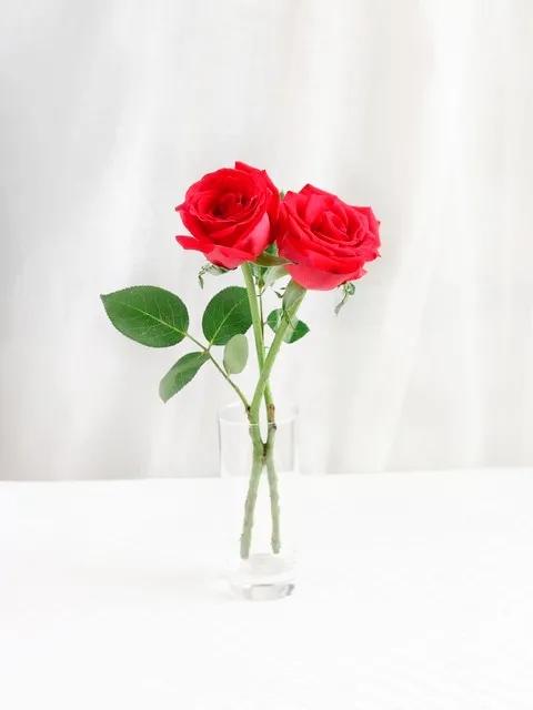 我爱月季花完整版,我爱月季花300字作文