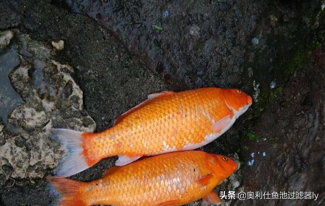 室内鱼池有腥味怎么办,鱼池水出现腥味怎么办