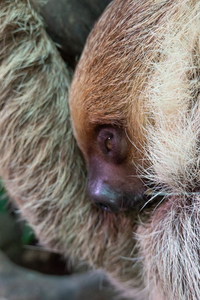 广州长隆野生动物园蛇之秘境,广州这个城市真的好繁华