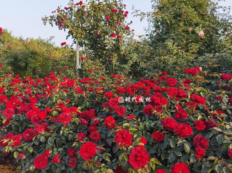 这20种月季超级耐寒东北也能养,南方种不了什么