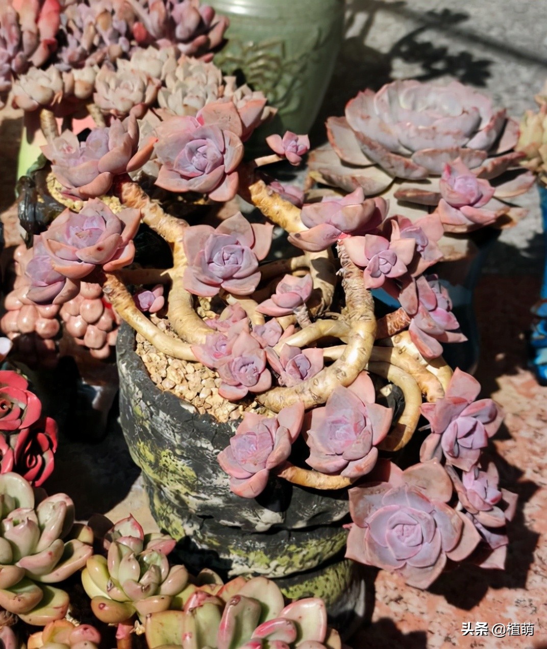 彩虹糖为什么那么甜,为啥彩虹糖会有颜色