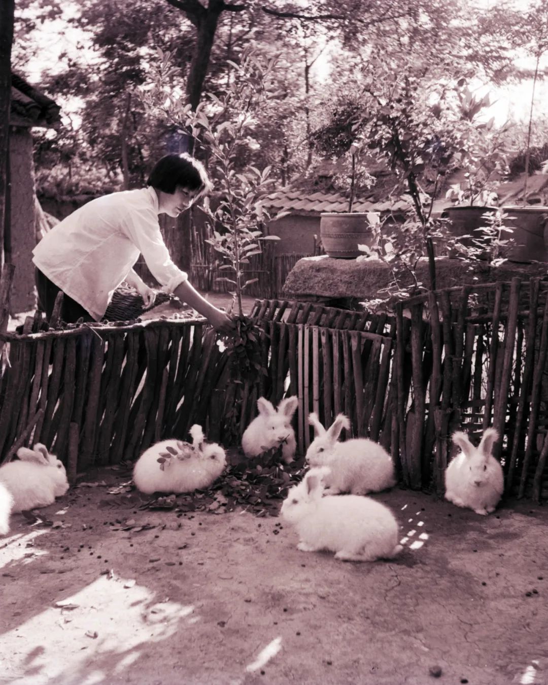 兔年来了,兔年来了怎么样