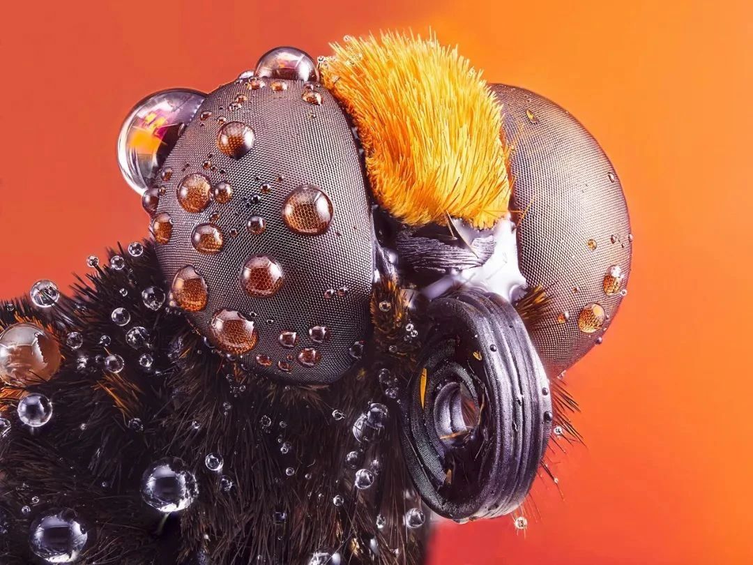 奥斯卡摄影奖中国获得者,摄影界的最高奖项叫什么