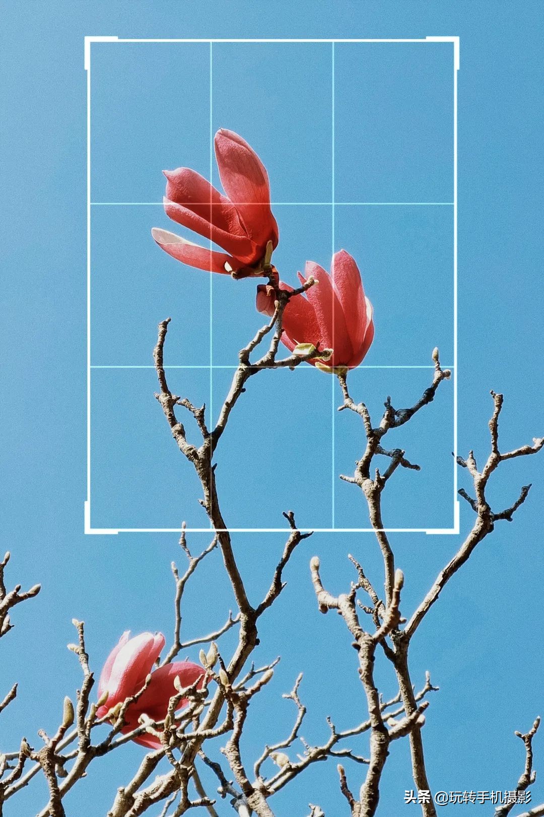 用什么可以拍出美丽花草的照片,6个技巧拍好花卉照片