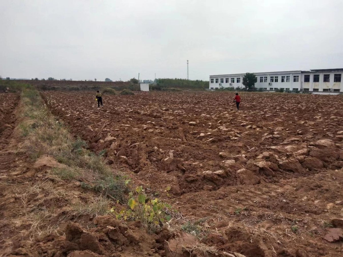 做强烟叶产业助推乡村振兴安良镇 (白沙镇烟叶产业蓬勃发展)