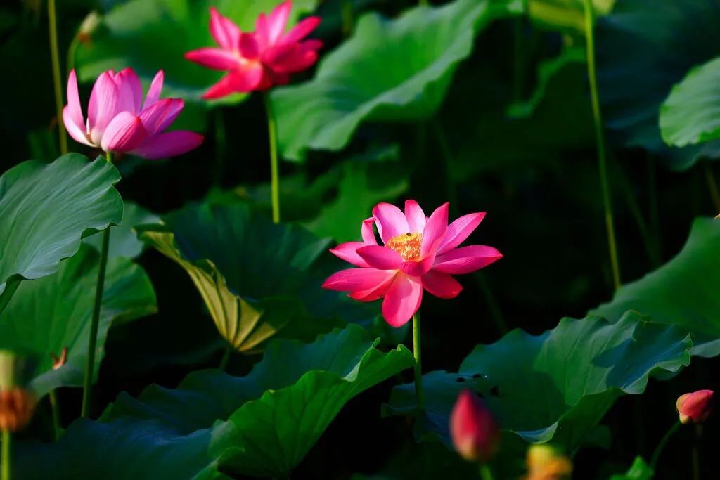 古人笔下的荷花湖畔,古代荷花100幅欣赏