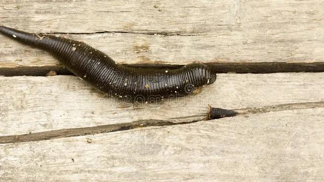 梦见蚂蝗咬自己的脚是什么征兆,梦见蚂蝗往身体里面钻是怎么回事