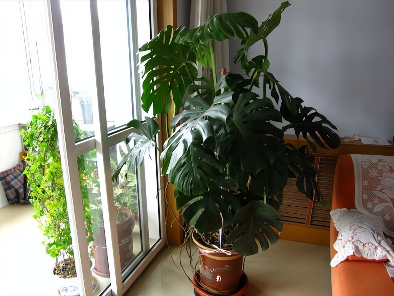 家里养哪种绿植好养且净化空气,除甲醛最好的绿植花