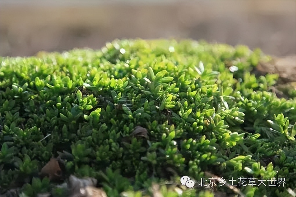 缁挎櫘鏂瑰渾鑺卞崏绉戞妧鏈夐檺鍏徃,缁挎櫘鏂瑰渾