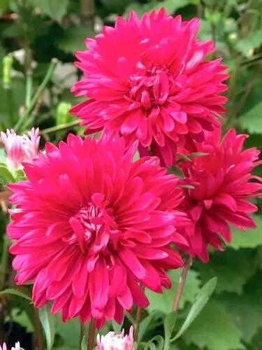 翠菊色彩斑斓,翠菊颜色多