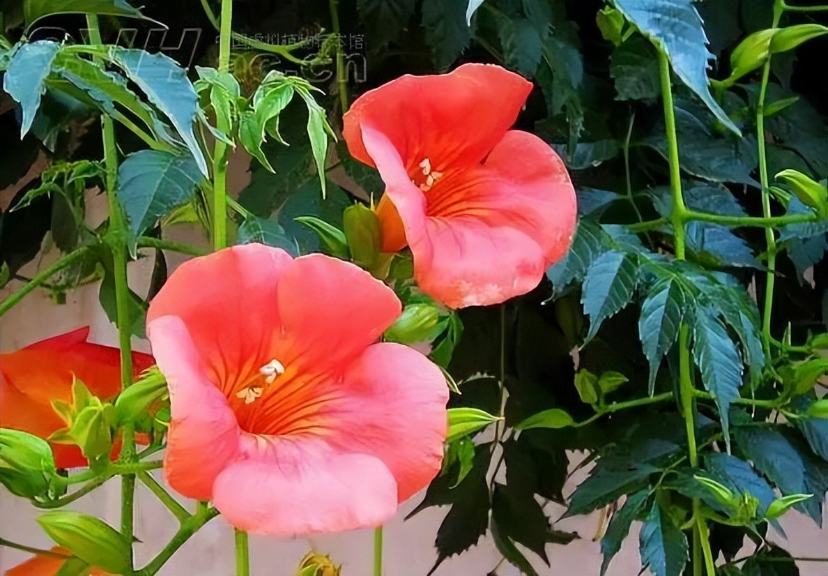 植物识别小口诀，总结的太全了！