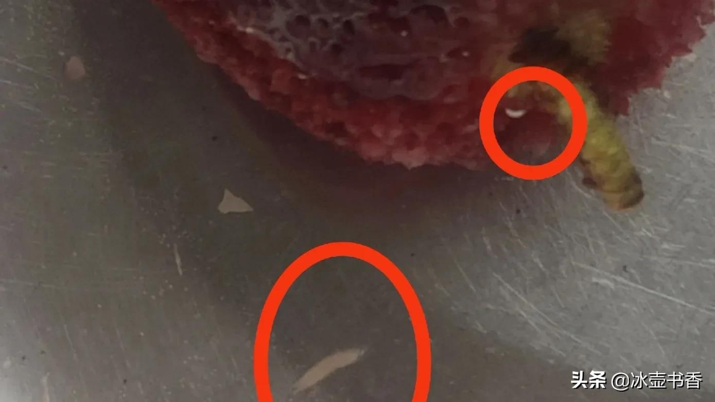 怕杨梅有虫怎么办,害怕杨梅里有虫子怎么办
