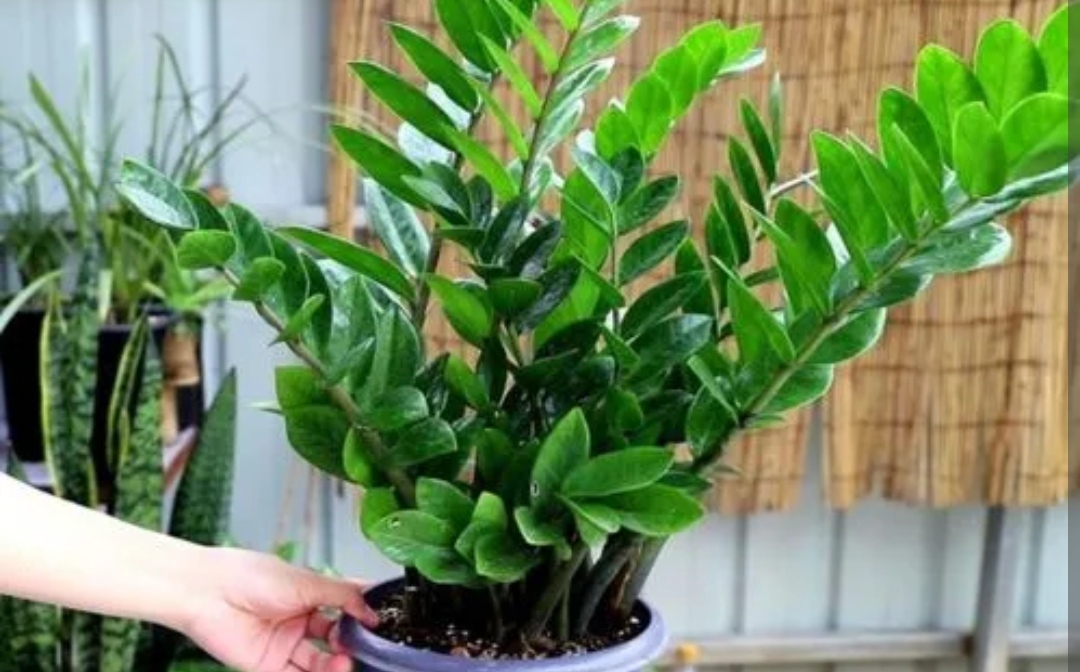 金钱树长新芽怎么养护,金钱树新芽一直长高