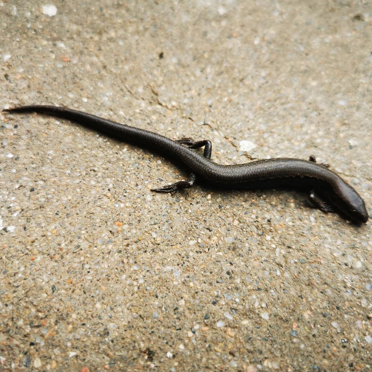 屋内发现四脚蛇怎么办,家里出现四脚蛇是怎么回事