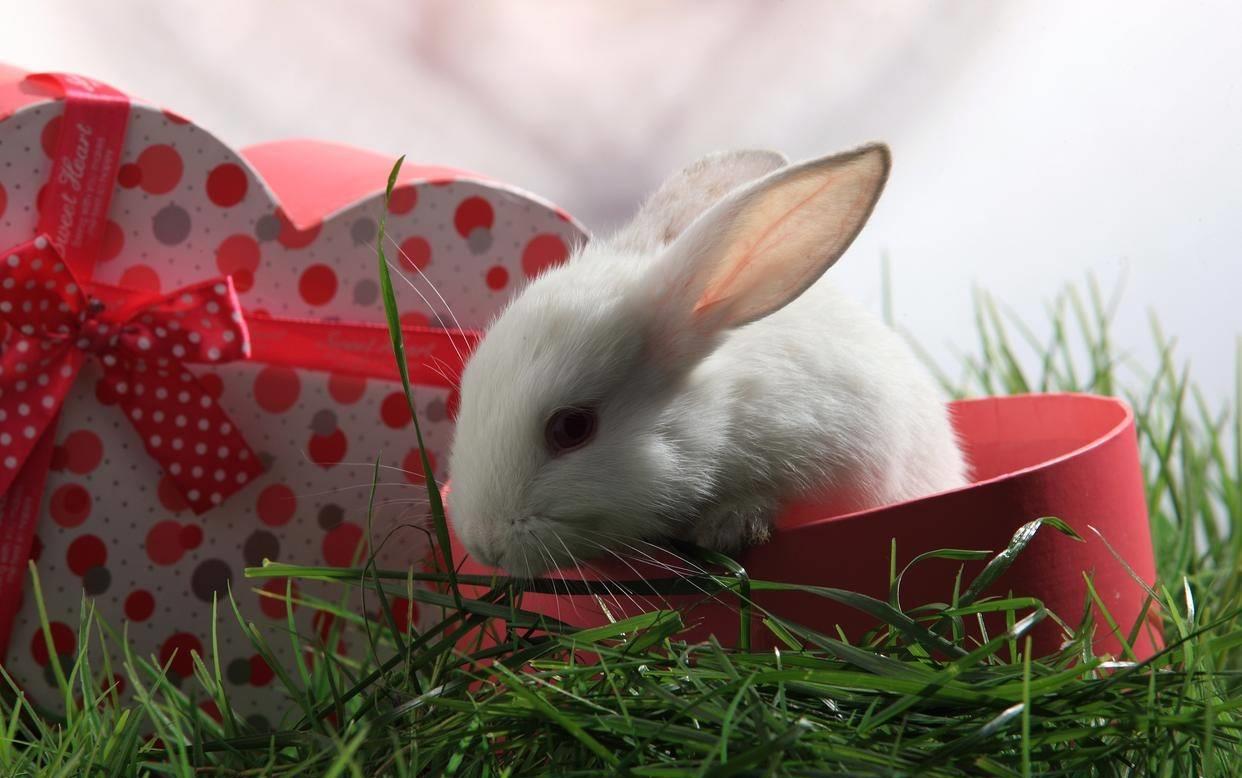 兔子打喷嚏偏方,兔子打喷嚏最佳治疗方法秋天