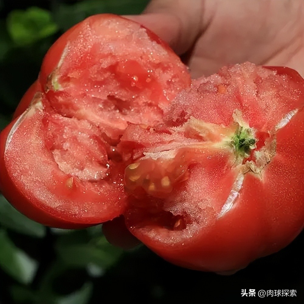 买的种子为什么不能继续再留种了？