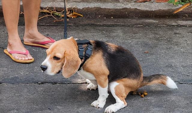 狗狗不能经常洗澡怎么除臭,狗狗在家很臭怎么除臭