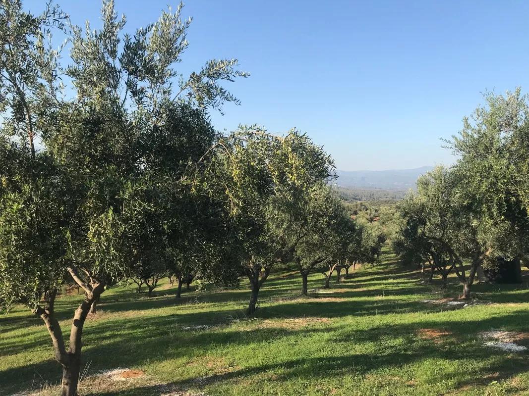 橄榄时光特级初榨橄榄油500毫升,欧榄特级初榨橄榄油