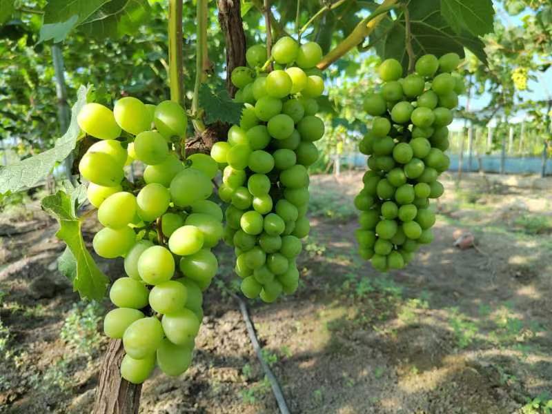 乡村振兴看安化,白城市平台镇乡村振兴