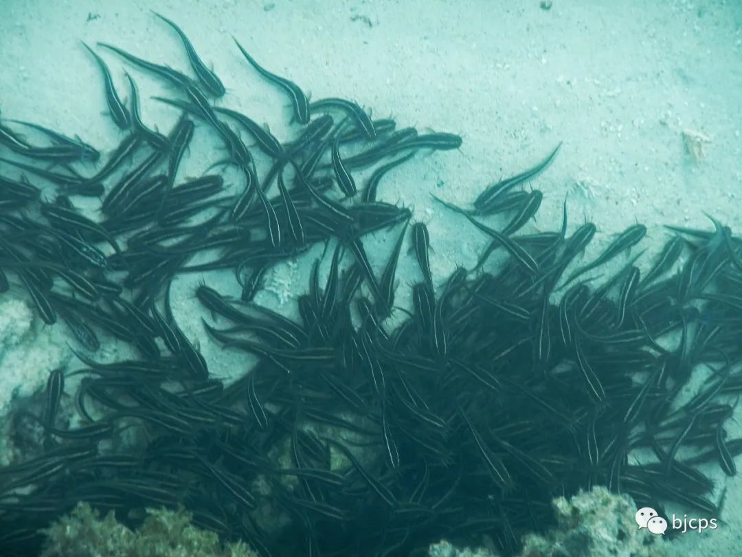 塞班岛免签政策45天还是14天,为什么塞班岛免签