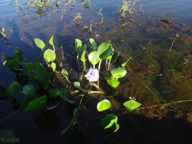 土池养黄鳝一亩需要多少种苗,水泥池塘养殖黄鳝