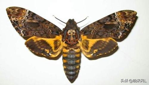 全面揭秘神秘的苗疆巫蛊,揭秘中国千年蛊毒之谜