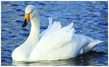 鸟类在分类学中统称为什么,鸟纲分类总表