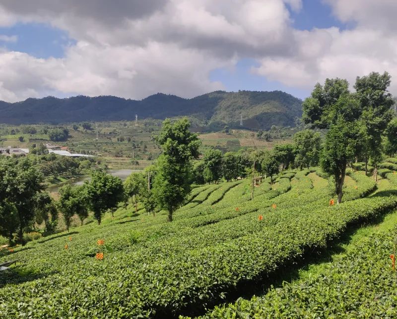 正谷有机滇红,正谷滇红