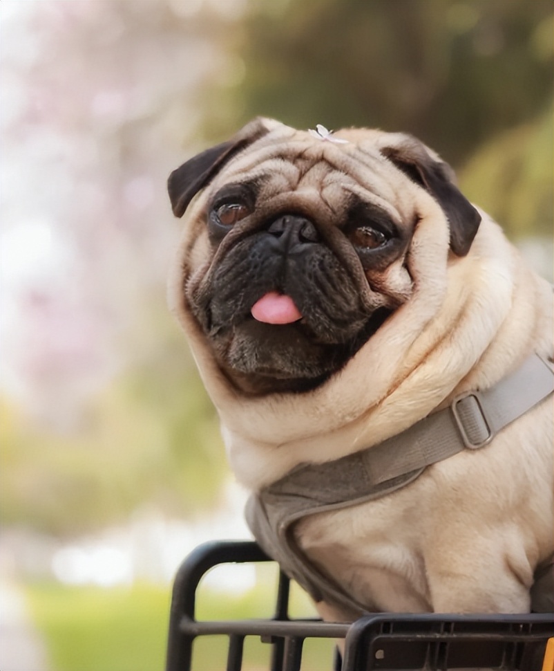 12星座各自都配什么狗狗,什么星座适合养什么狗狗