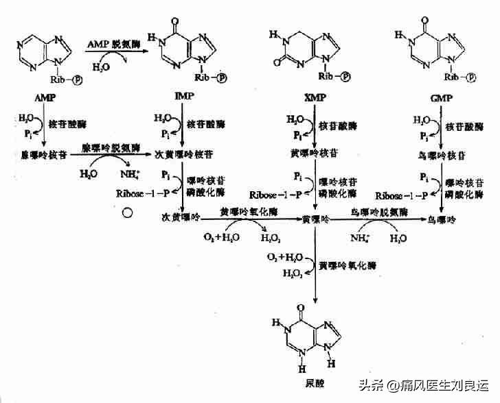 尿酸酶和非布司他,用了非布司他痛风持续发作