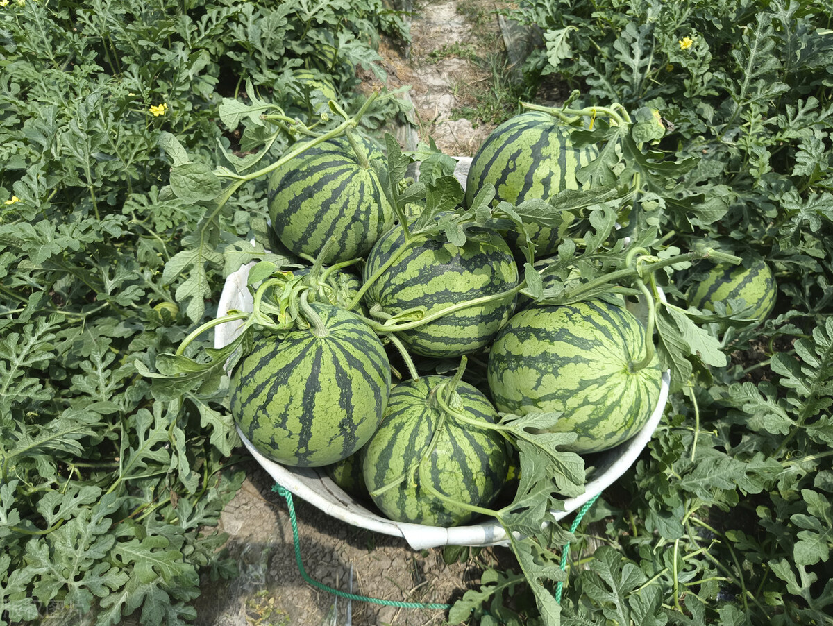 为什么日本人宁愿买他们几十万一个的西瓜，也不从中国进口便宜的