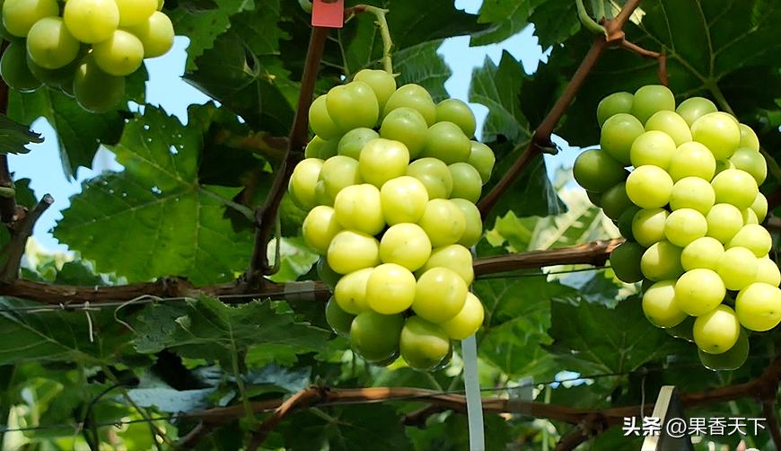 20亩阳光玫瑰卖285万是如何实现的,栽种60亩阳光玫瑰一年收入多少钱