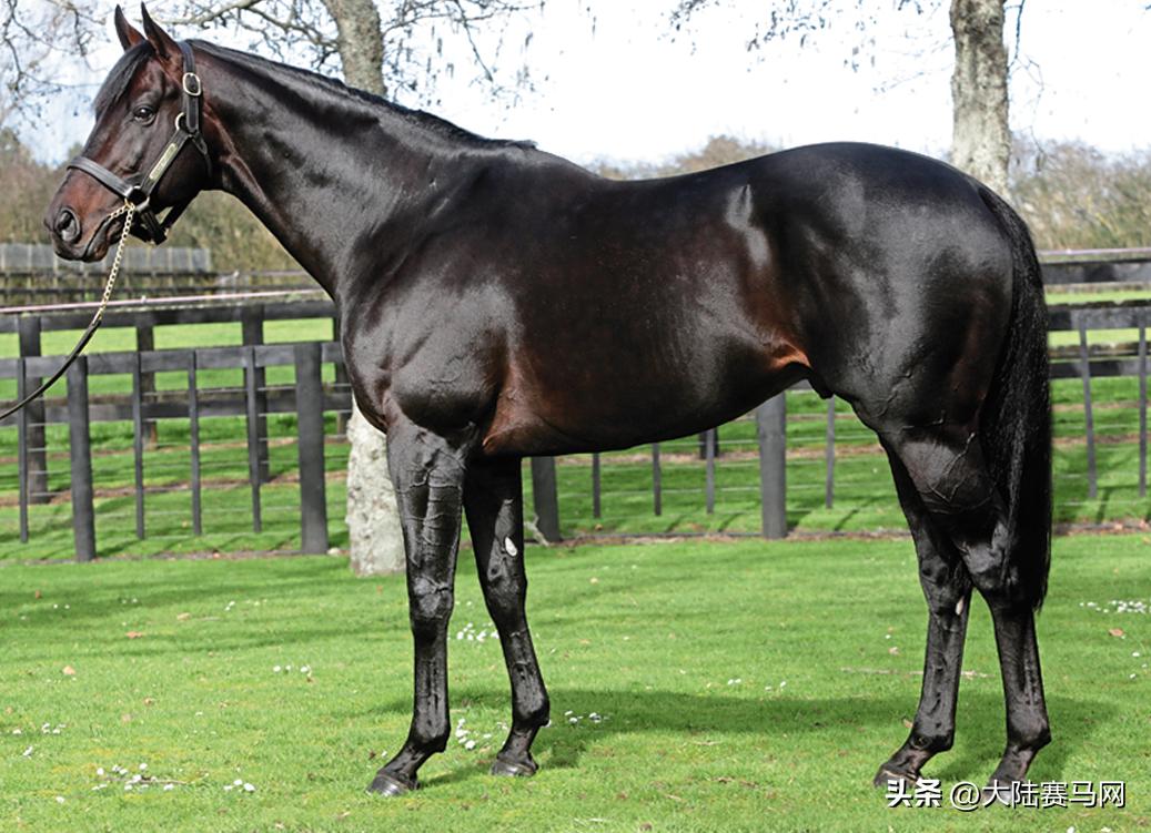 纯血统马驹出售,低价出售马驹子