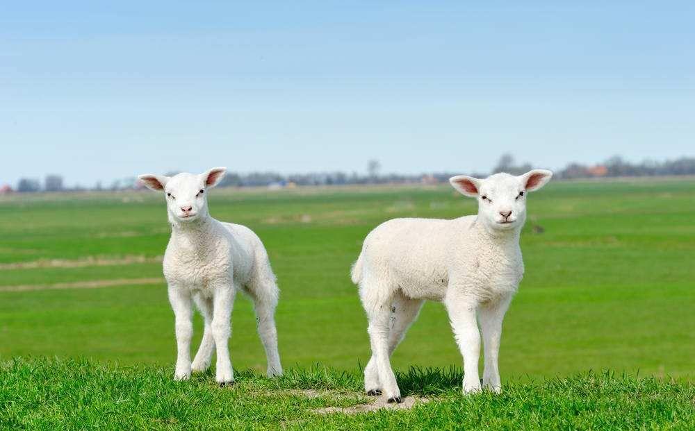 羊的便便为什么是小球？羊的消化过程是什么样的？看完你就知道！