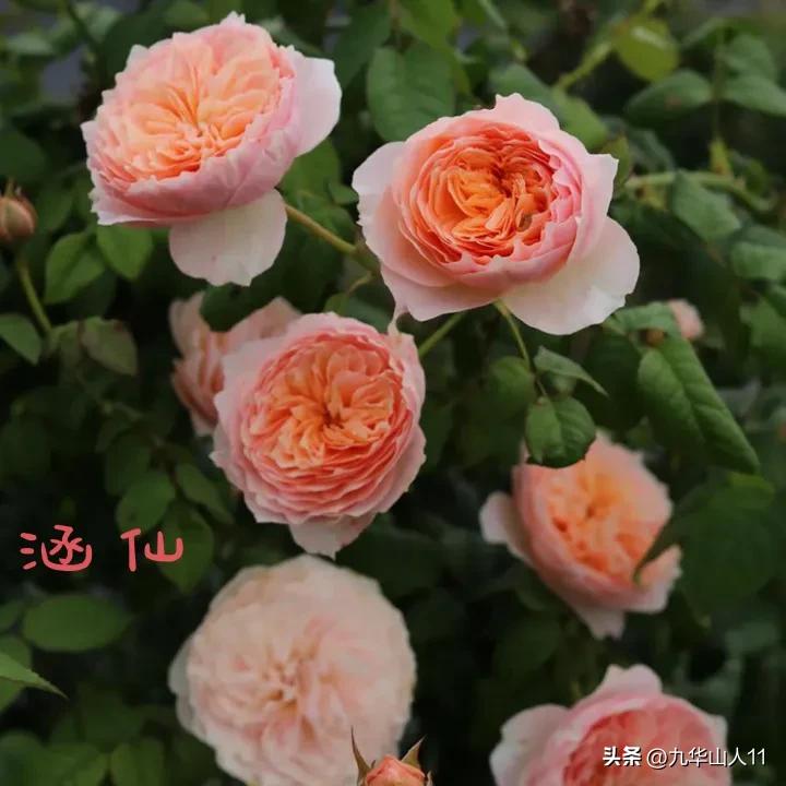 天狼月季新品预售,天狼月季官方旗舰店烛光月季