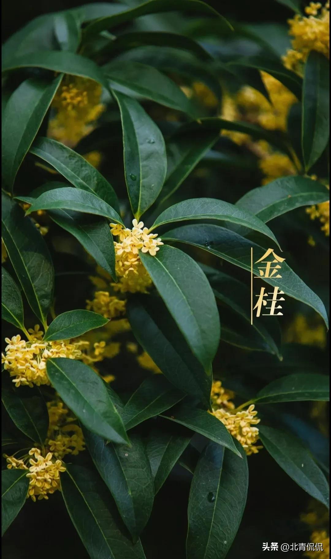 门前最旺风水花草可同时种几种,庭院五种树代表吉祥金玉满堂
