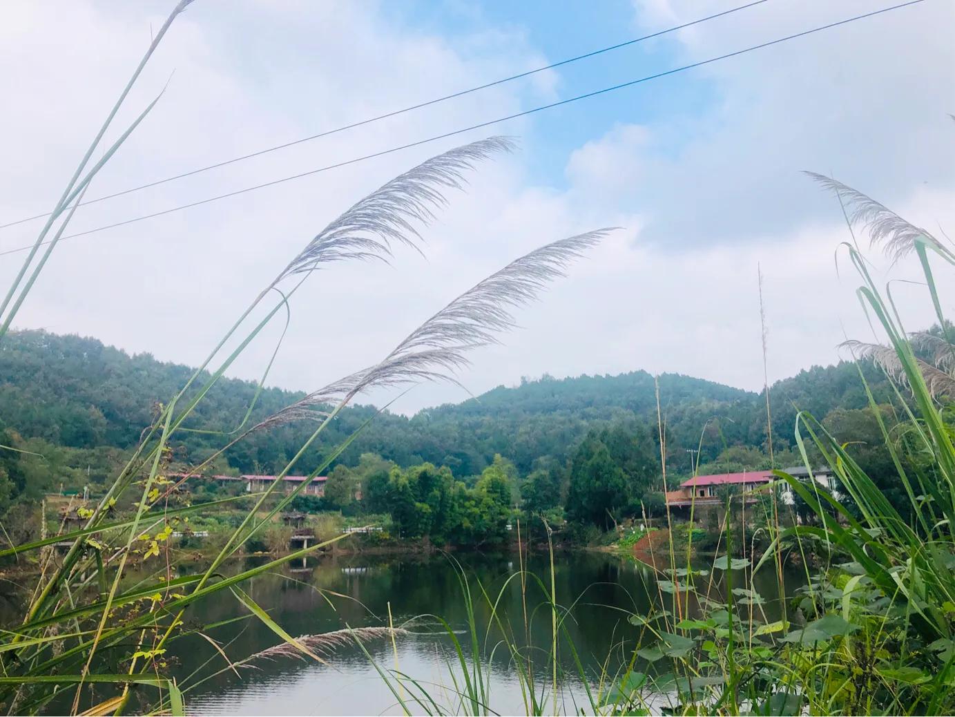 閲戝爞椴滆姳灞辫胺鍊煎緱鍘诲悧,閲戝爞椴滆姳灞辫胺娓歌