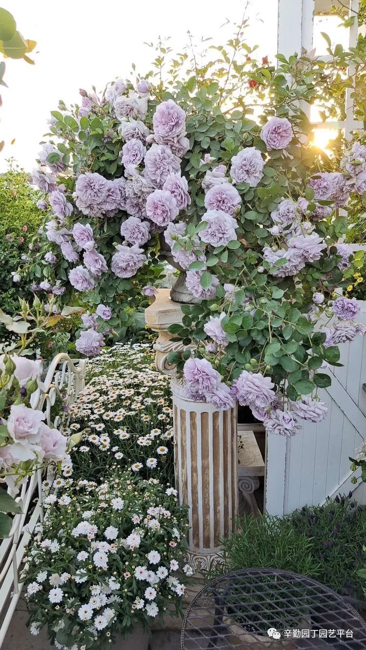 第八届园丁奖露台组《030号》洛基花园