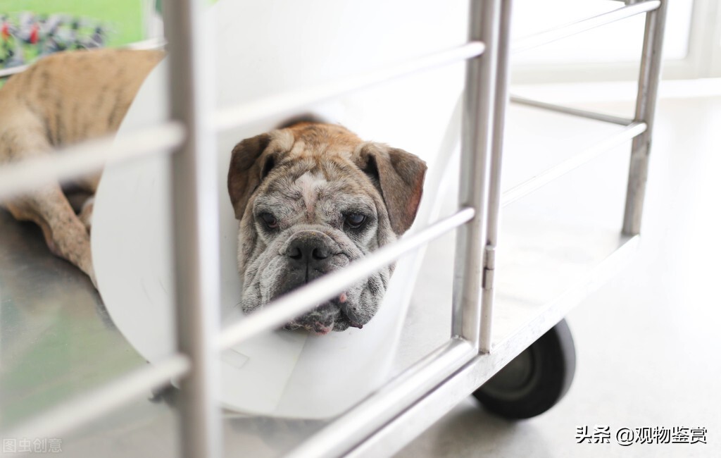 狗狗皮肤病会自愈吗,狗狗皮肤结痂是什么皮肤病