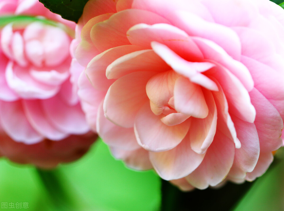 简短有创意的学生评语,每日学生评语