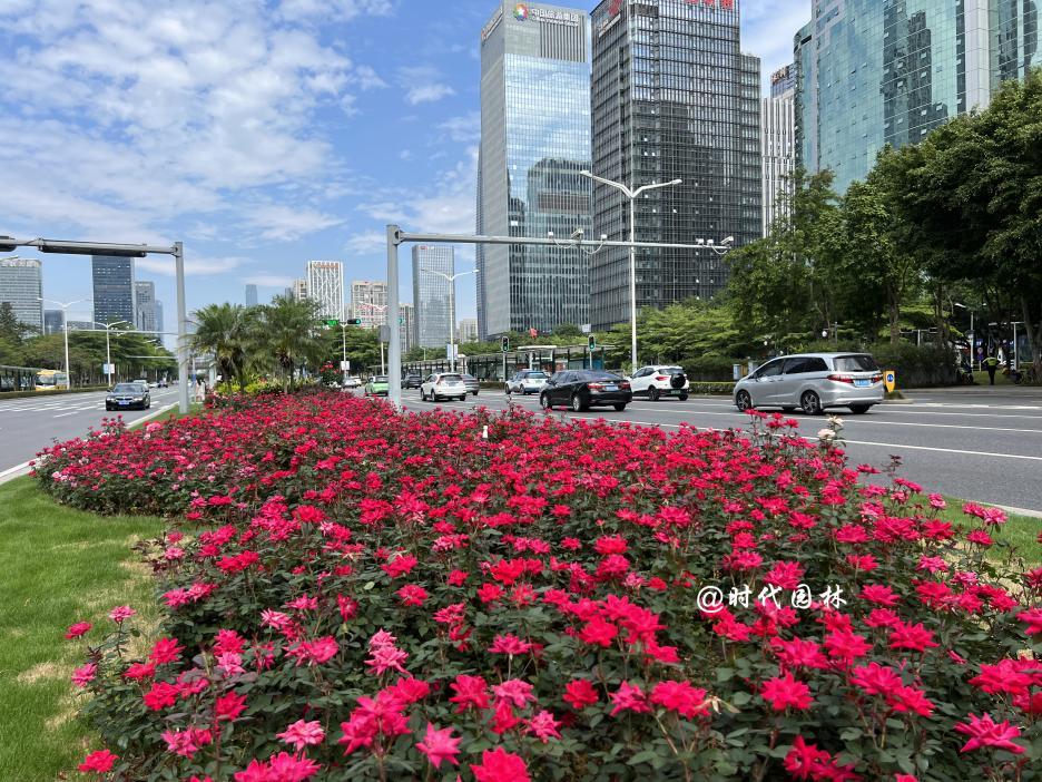 哪些品种的月季耐寒适合阳台栽种,南方最值得种好养的月季